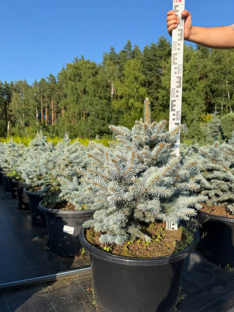 Ель колючая "Glauca Globosa"