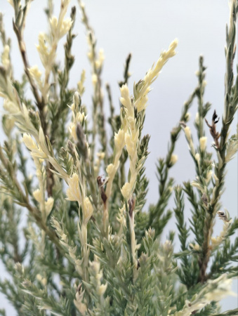 Можжевельник скальный 'Blue Ivory'