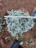 Ель колючая "Glauca Globosa"