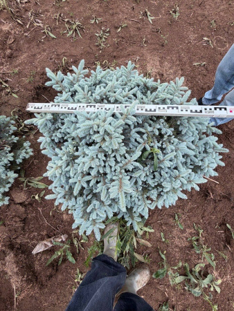 Ель колючая "Glauca Globosa"