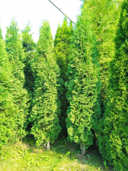 Туя западная 'Columna' РАСПРОДАЖА