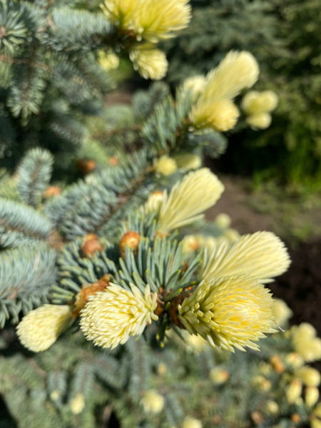 Ель Колючая 'Fruhlings Gold'