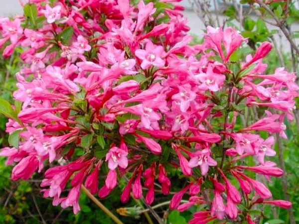 Вейгела цветущая "Пинк Принцесс" (Weigela hybrida "Pink Princess") 