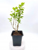 Крыжовник обыкновенный 'Hinnonmaki Green'