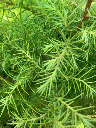 Криптомерия японская 'Elegans Viridis'
