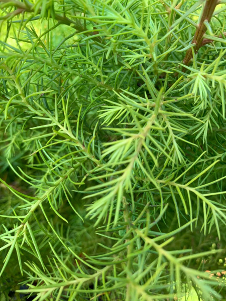 Криптомерия японская 'Elegans Viridis'