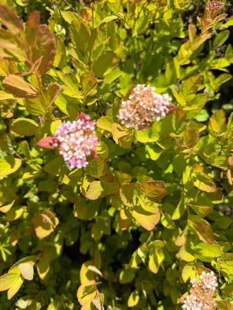 Спирея березолистная РАСПРОДАЖА