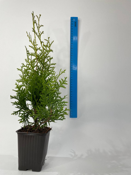 Туя Columna