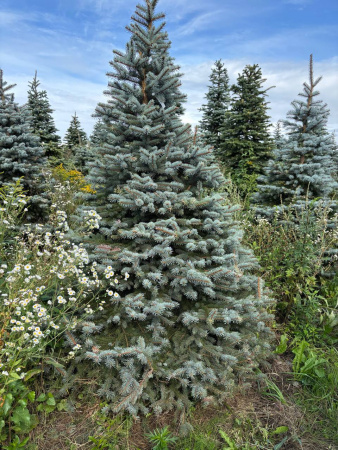 Ель колючая Glauca ОПТОМ