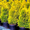 Туя западная 'Golden Brabant' РАСПРОДАЖА