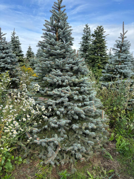 Ель колючая Глаука (Picea pungens ‘Glauca’) 