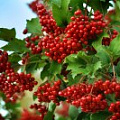 Саженцы калины Саженцы калины