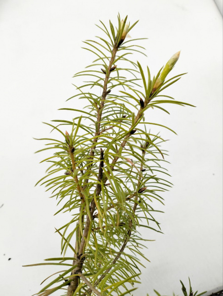 Псевдотсуга ''Menziesii''