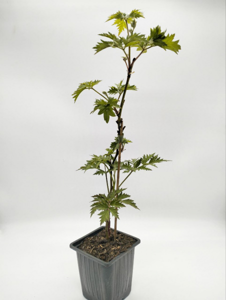 Ежевика 'Thornless Evergreen'