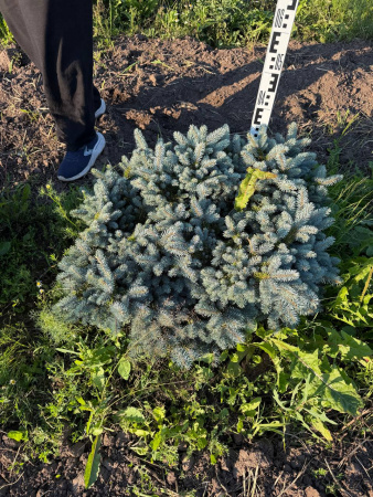 Ель колючая "Glauca Globosa"