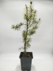 Псевдотсуга ''Menziesii''