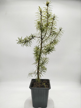 Псевдотсуга ''Menziesii''