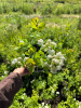 Спирея березолистная Тор РАСПРОДАЖА