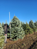 Ель колючая Глаука (Picea pungens ‘Glauca’) 