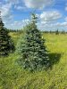 Ель колючая Глаука стриженная 