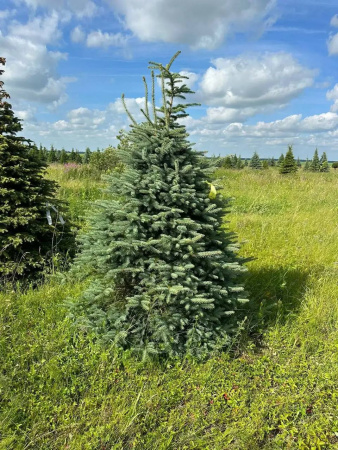 Ель колючая Глаука стриженная 