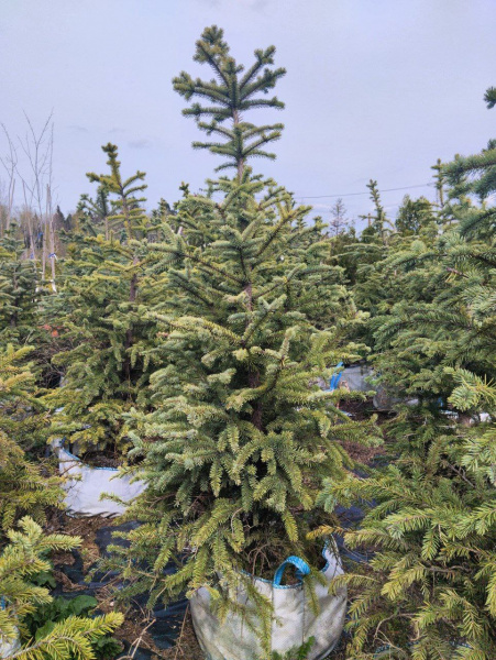 Ель колючая "Glauca Pendula"