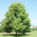 Саженцы липы Саженцы липы