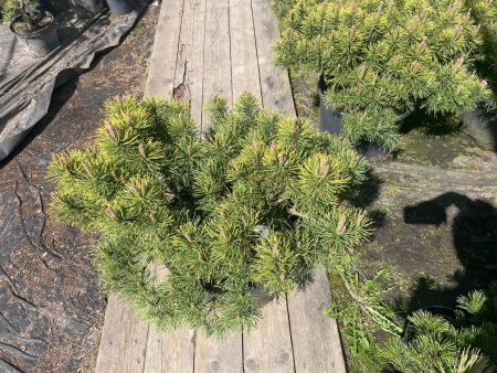Сосна горная 'Winter Gold'