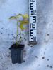 Дерен отпрысковый флавирамеа Cornus alba р9 15-20см