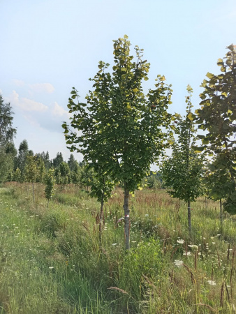 Липа крупнолистная 'Тilia platyphyllos' EXTRA