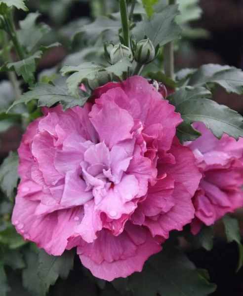 Гибискус сирийский "Дюк де Брабант" (Hibiscus syriacus "Duc De Brabant")