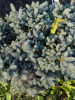 Ель колючая "Glauca Globosa"