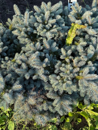 Ель колючая "Glauca Globosa"
