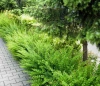 Барбарис тунберга 'Green Carpet'