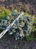 Ель колючая "Glauca Globosa"