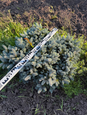 Ель колючая "Glauca Globosa"