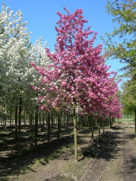 Яблоня декоративная  Floribunda РАСПРОДАЖА