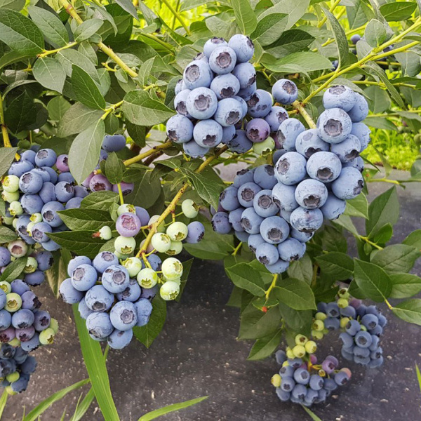 Голубика высокорослая 'Osorno'