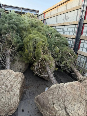 сосна обыкновенная РАСПРОДАЖА