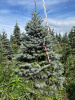 Ель колючая Глаука (Picea pungens ‘Glauca’) 