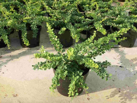 Барбарис тунберга 'Green Carpet'