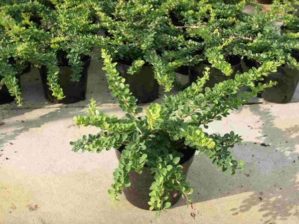 Барбарис тунберга 'Green Carpet'