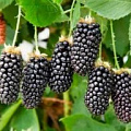 Саженцы ежевики Саженцы ежевики