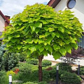 Саженцы катальпы Саженцы катальпы