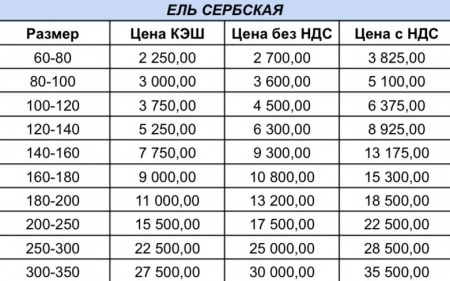 Ель сербская оптом от 50 шт