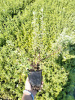 лапчатка белая Potentilla alba 30-60 см