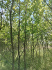 Вяз шершавый 'ulmus glabra'