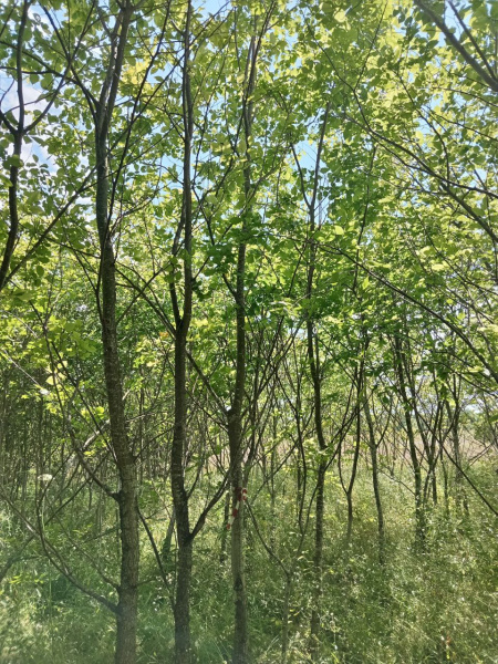 Вяз шершавый 'ulmus glabra'