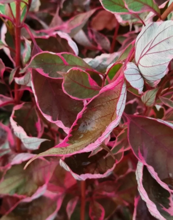 Дерен белый `Миракл`
