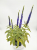 Вероника колосистая 'Ulster Dwarf Blue'